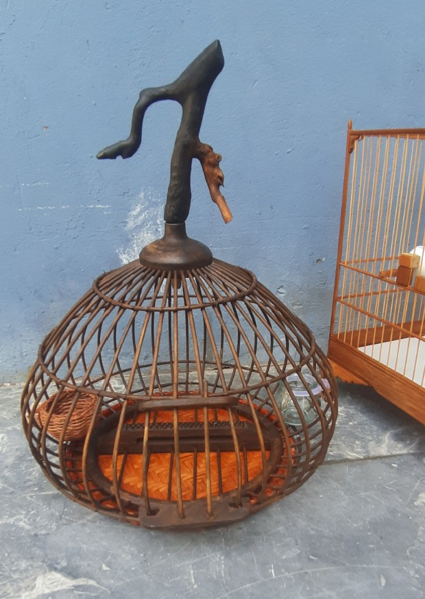 Nghệ thuật thuần hóa chim Cu Gáy - Thư Viện Tỉnh Bình Thuận